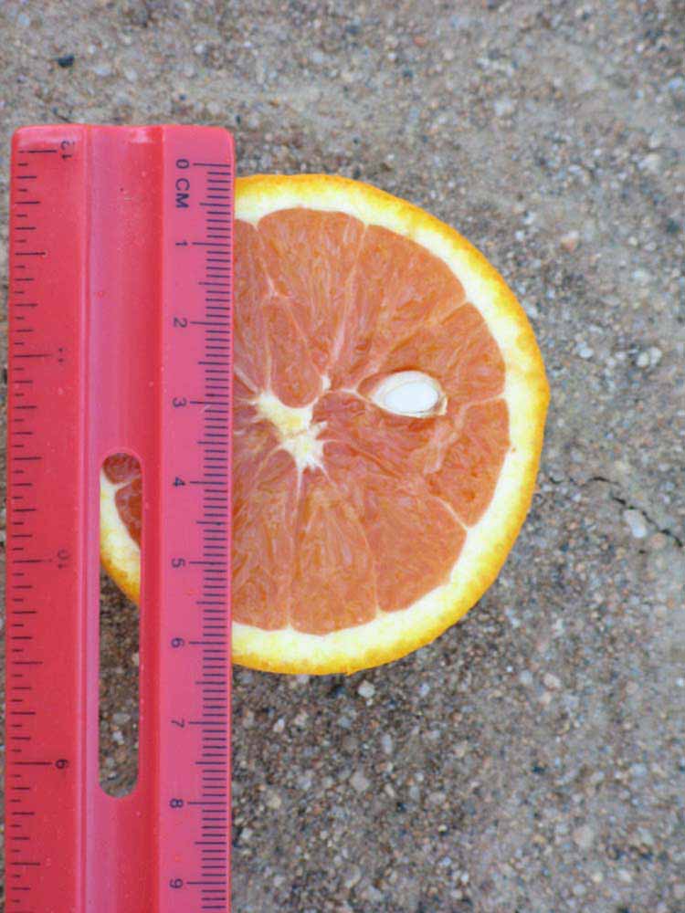              Fruit cross-section (Riverside, CA)       